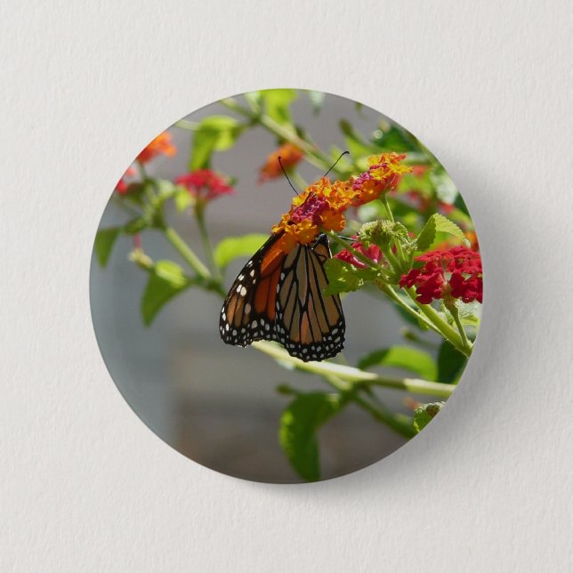 Monarch Butterfly on Red Butterfly Bush 6 Cm Round Badge (Front)