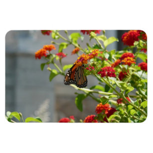 Monarch Butterfly on Red Butterfly Bush Magnet