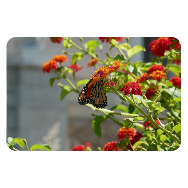 Monarch Butterfly on Red Butterfly Bush Magnet (Horizontal)