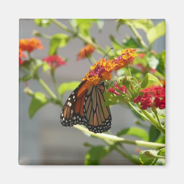 Monarch Butterfly on Red Butterfly Bush Magnet (Front)