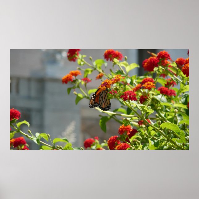 Monarch Butterfly on Red Butterfly Bush Poster (Front)