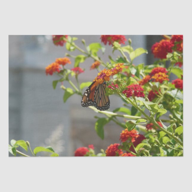 Monarch Butterfly on Red Butterfly Bush Tissue Paper (Front)