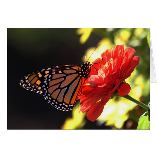 Monarch Butterfly on Red Zinnia (Front Horizontal)