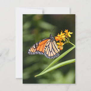 Monarch Butterfly on Tropical Milkweed Flowers Postcard