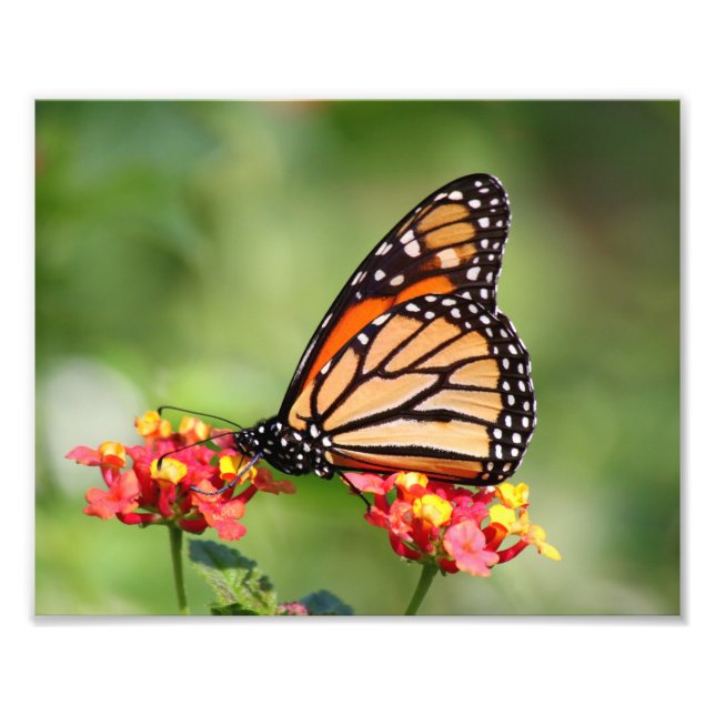 Monarch Butterfly on Two Lantana Flowers Photo Print (Front)