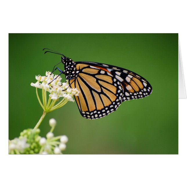 Monarch Butterfly on White Swamp Milkweed Flower C (Front Horizontal)