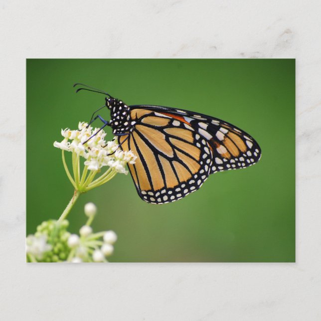 Monarch Butterfly on White Swamp Milkweed Postcard (Front)