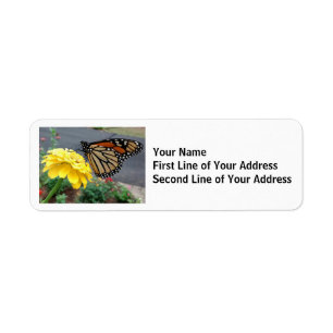Monarch Butterfly on Yellow Zinnia