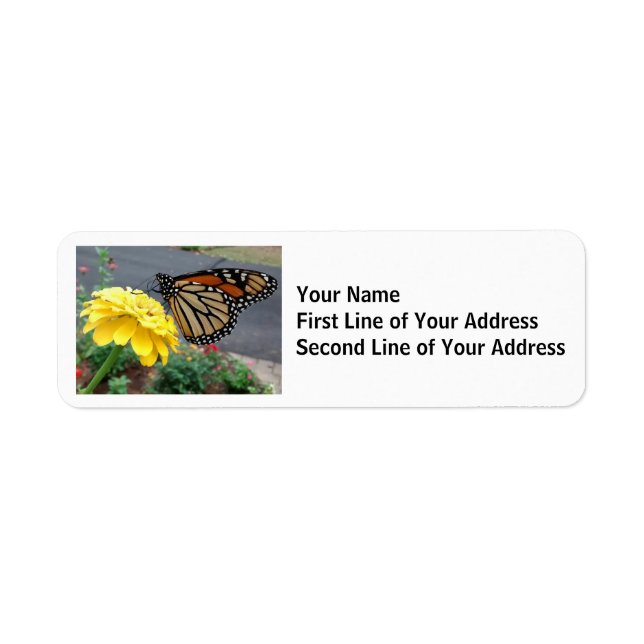 Monarch Butterfly on Yellow Zinnia (Front)