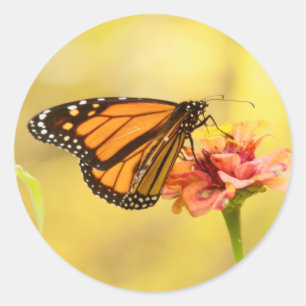 Monarch Butterfly on Zinnia Classic Round Sticker