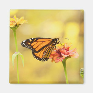 Monarch Butterfly on Zinnia Magnet