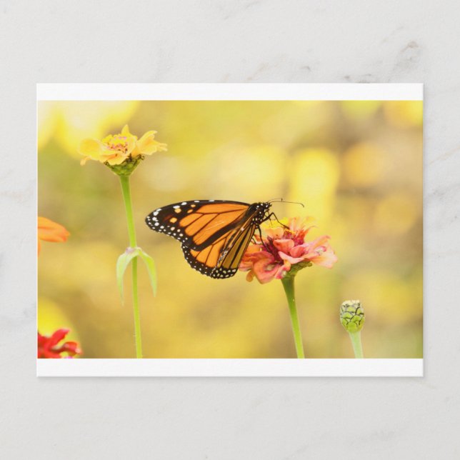 Monarch Butterfly on Zinnia Postcard (Front)