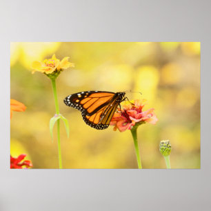Monarch Butterfly on Zinnia Poster