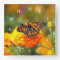 Monarch Butterfly Orange Marigold Photo