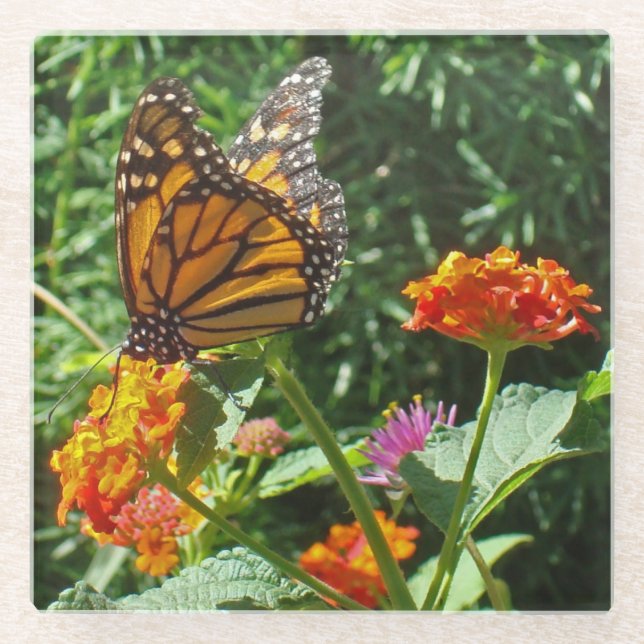 Monarch Butterfly Photo Bright Flowers Nature Glass Coaster (Front)