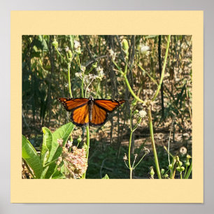 Monarch Butterfly Photo Poster