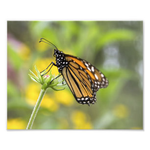 Monarch Butterfly Photo Print