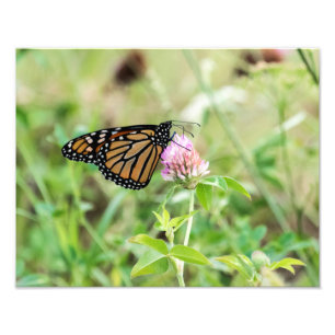 Monarch Butterfly Photo Print
