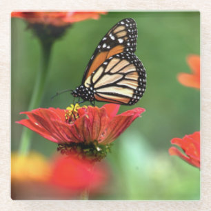 Monarch Butterfly Pollination Glass Coaster
