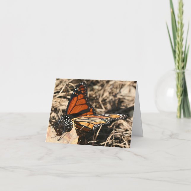 Monarch Butterfly Posing Nature Photography Note Card (Front)