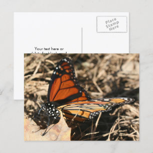 Monarch Butterfly Posing Nature Photography Postcard
