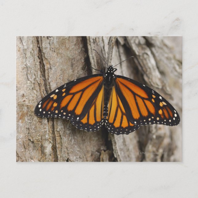 Monarch Butterfly Postcard (Front)