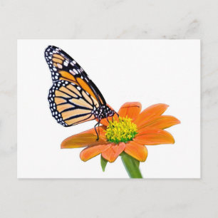 Monarch Butterfly Postcard