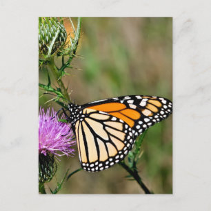 Monarch Butterfly Postcard