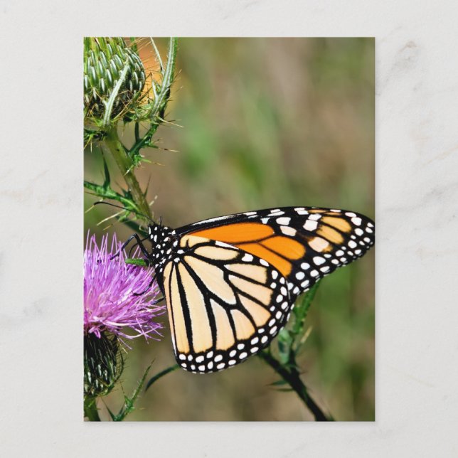 Monarch Butterfly Postcard (Front)