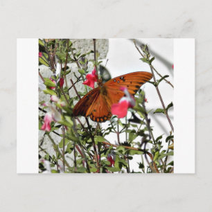 Monarch Butterfly Postcard