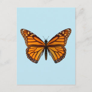 Monarch Butterfly Postcard