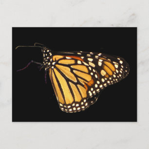 Monarch Butterfly Postcard