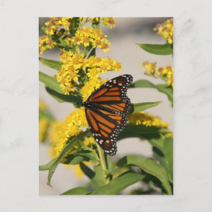 Monarch Butterfly Postcard