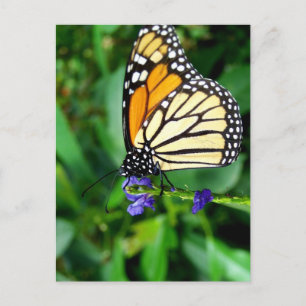 Monarch Butterfly Postcard