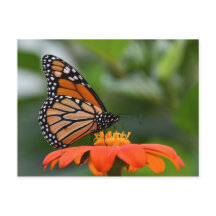 Monarch Butterfly Postcard