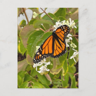 Monarch Butterfly Postcard