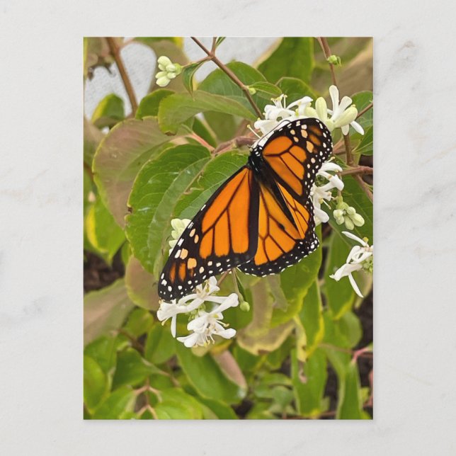Monarch Butterfly Postcard (Front)