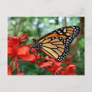Monarch Butterfly Postcard