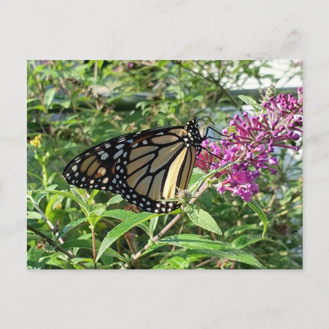 Monarch Butterfly Postcard (Front)