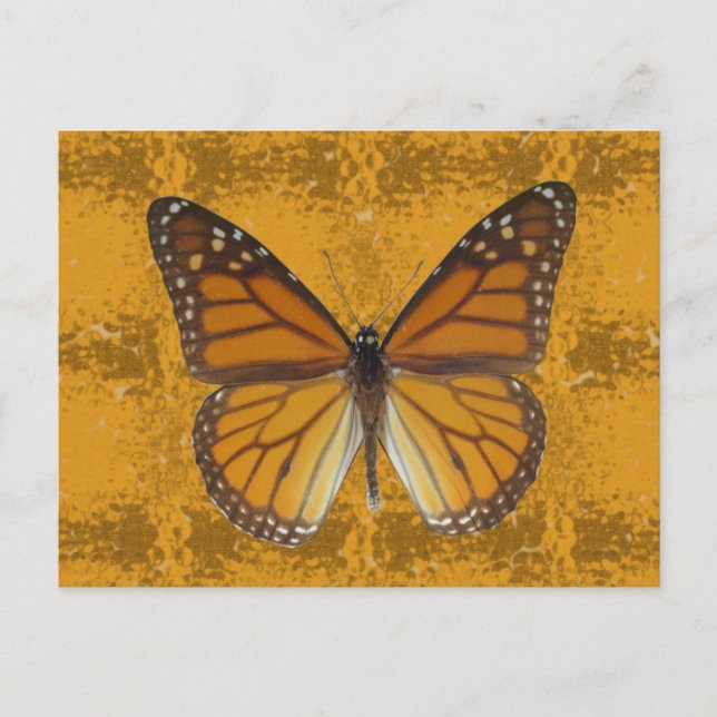 Monarch Butterfly Postcard (Front)