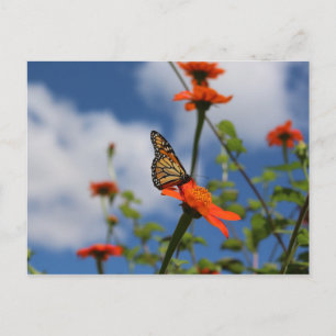 Monarch butterfly postcard