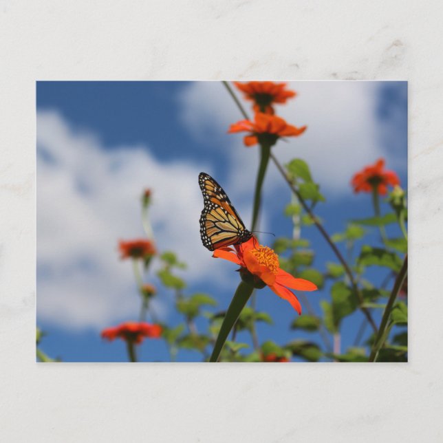 Monarch butterfly postcard (Front)