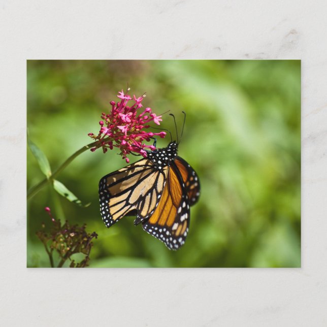 Monarch Butterfly Postcard (Front)