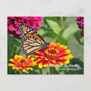 Monarch Butterfly Postcard