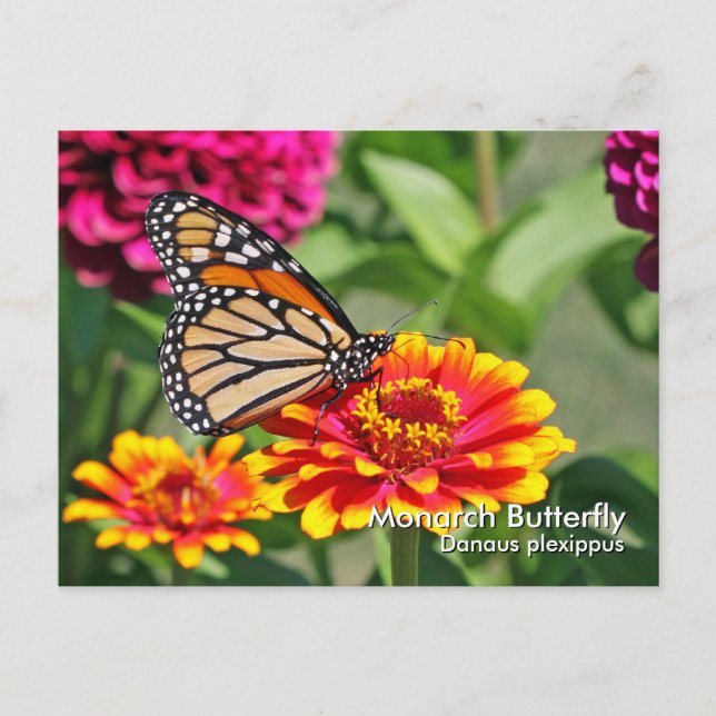 Monarch Butterfly Postcard (Front)