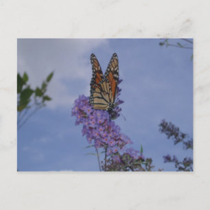 monarch butterfly postcard