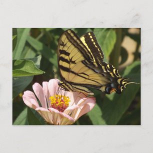 Monarch Butterfly Postcard