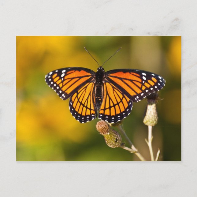 Monarch Butterfly Postcard (Front)