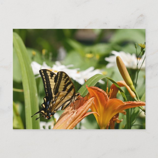 Monarch Butterfly Postcard (Front)