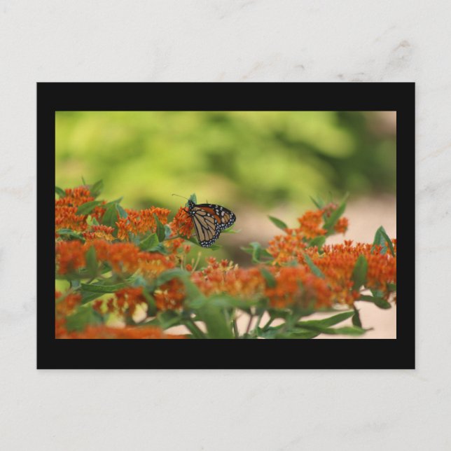Monarch butterfly postcard (Front)